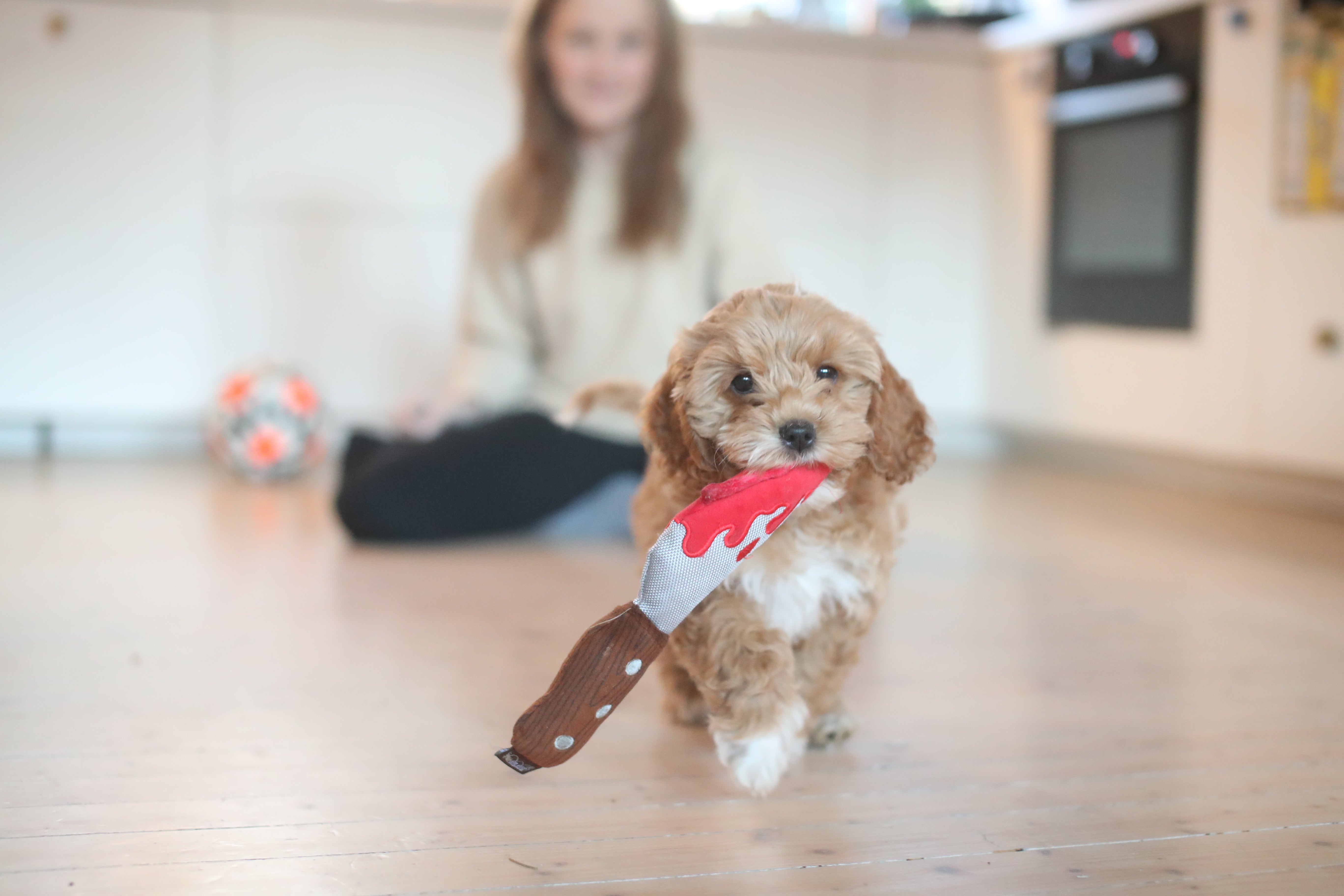 Halloween for hunden din - lek, glede og litt (ufarlig) skrekk!