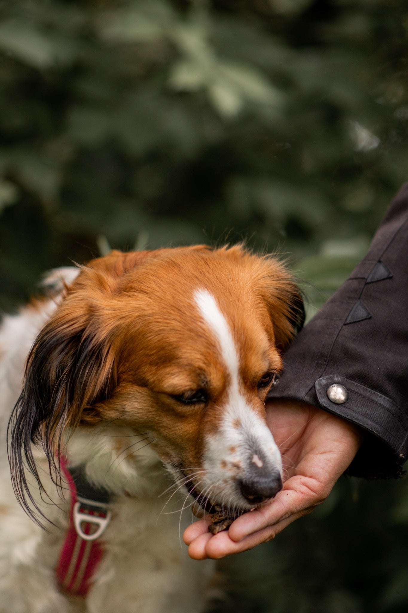 Hundesnacks og godbiter