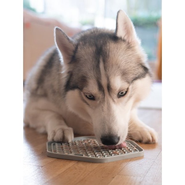 Yoomy Plate er en fin måte å aktivere hunden din på.
Fordel våtfôr på tallerkenen og la hunden din nyte en matbit som tar litt tid å spise opp. Når hunden slikker øker spyttproduksjonen, noe som hjelper på god fordøyelse. I tillegg frigjøres også beroligende endorfiner i hundens kropp.