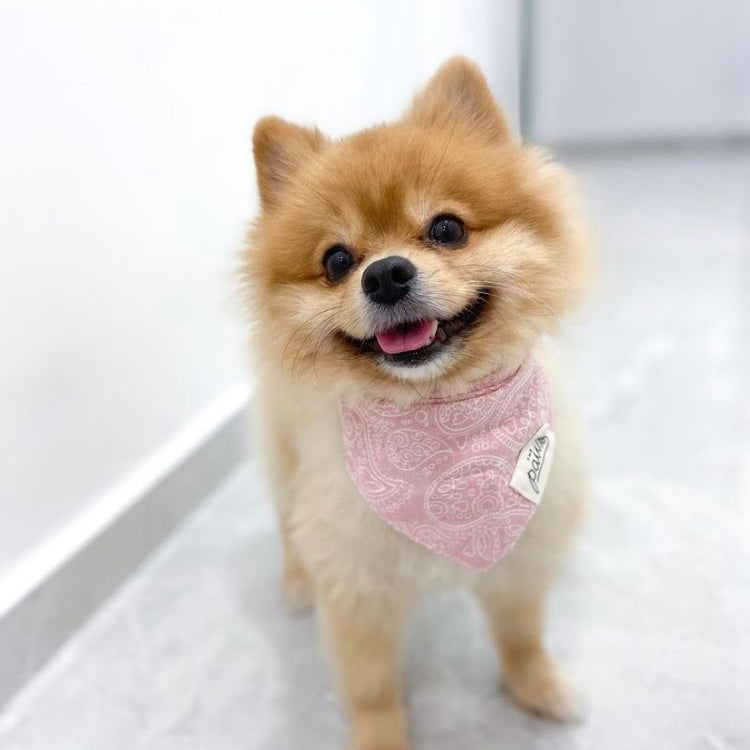 Skreddersydd hundebandana - klar til bruk!
100% bomull
Håndlaget på Bali
Kan vaskes i maskin / tørkes i tørketrommel