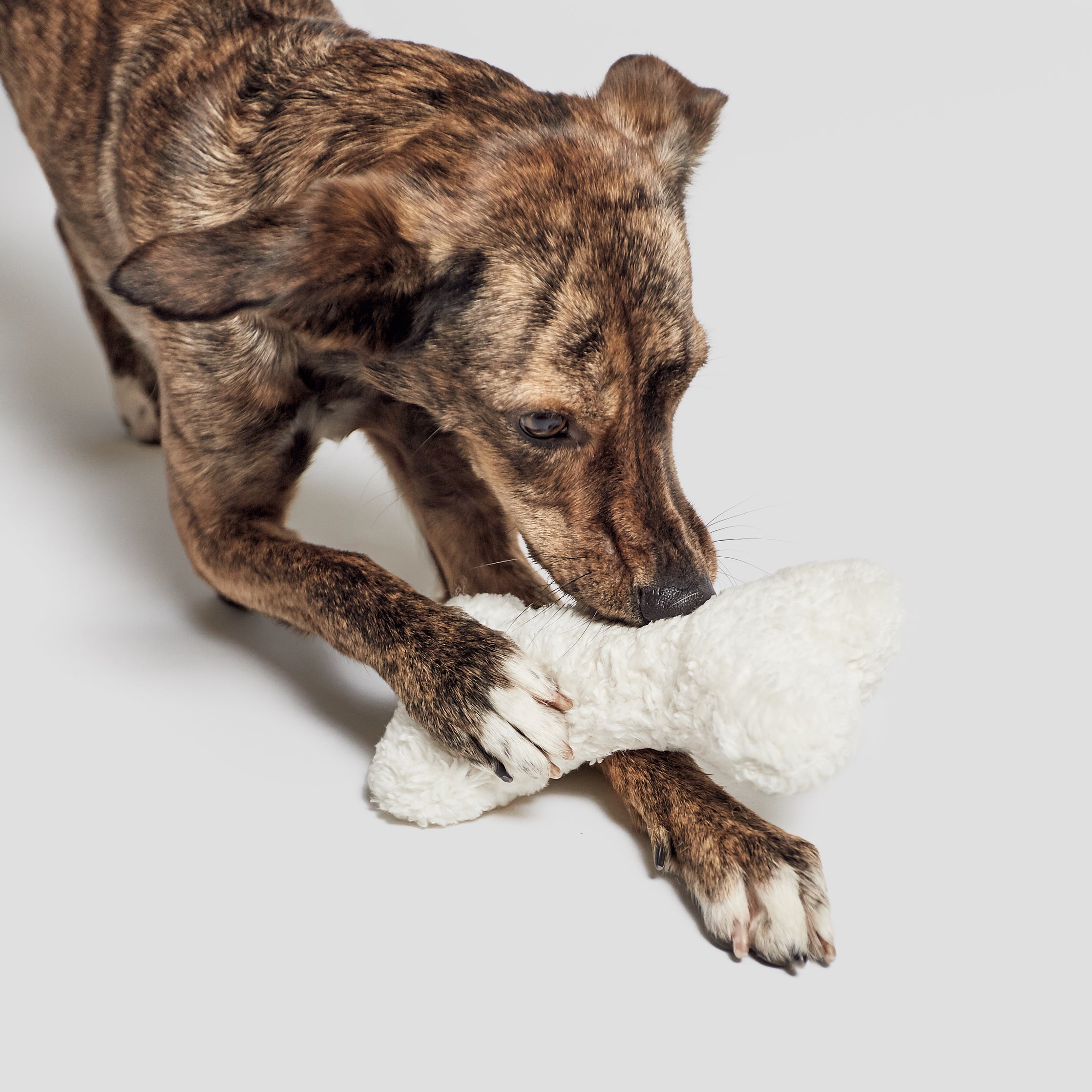 En minimalistisk og myk hundeleke i et vakkert teddyutseende - fint i hjemmet og morsomt for hunden. Denne er fin for både små og store hunder, også valper, men ikke for sterke tyggere.
Bærekraftig yttermateriale fra resirkulert ull og resirkulert stoff
Flott som valpeleke