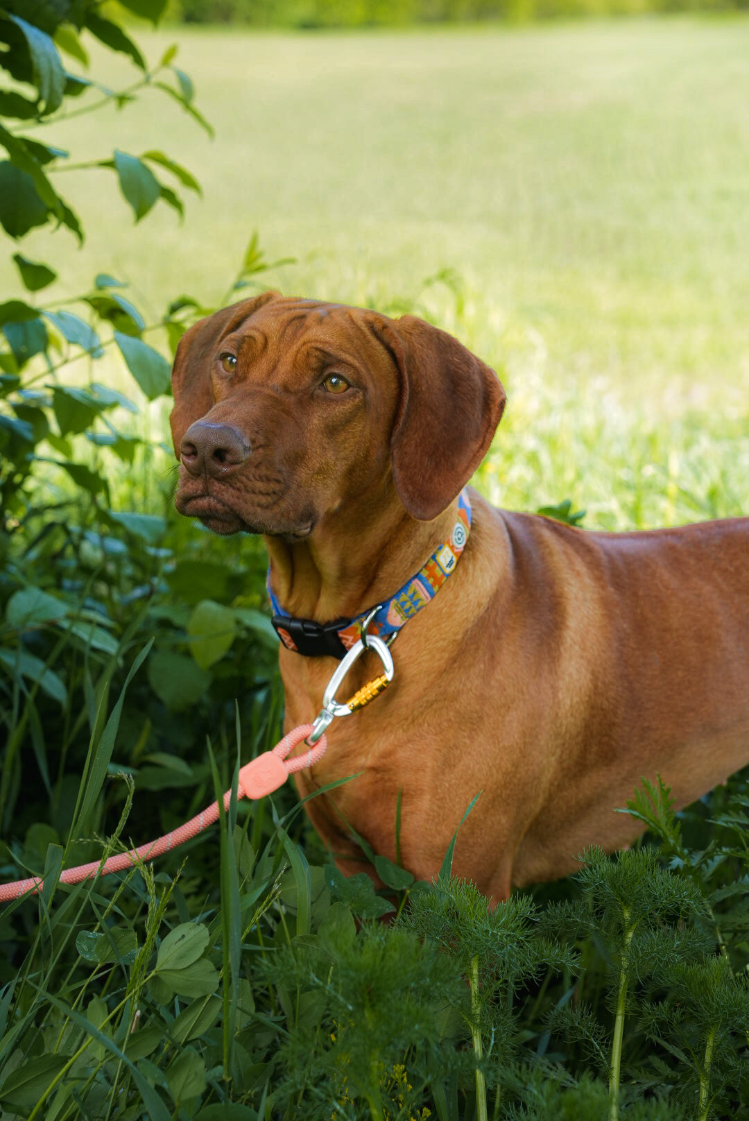 Rhodesian ridgeback