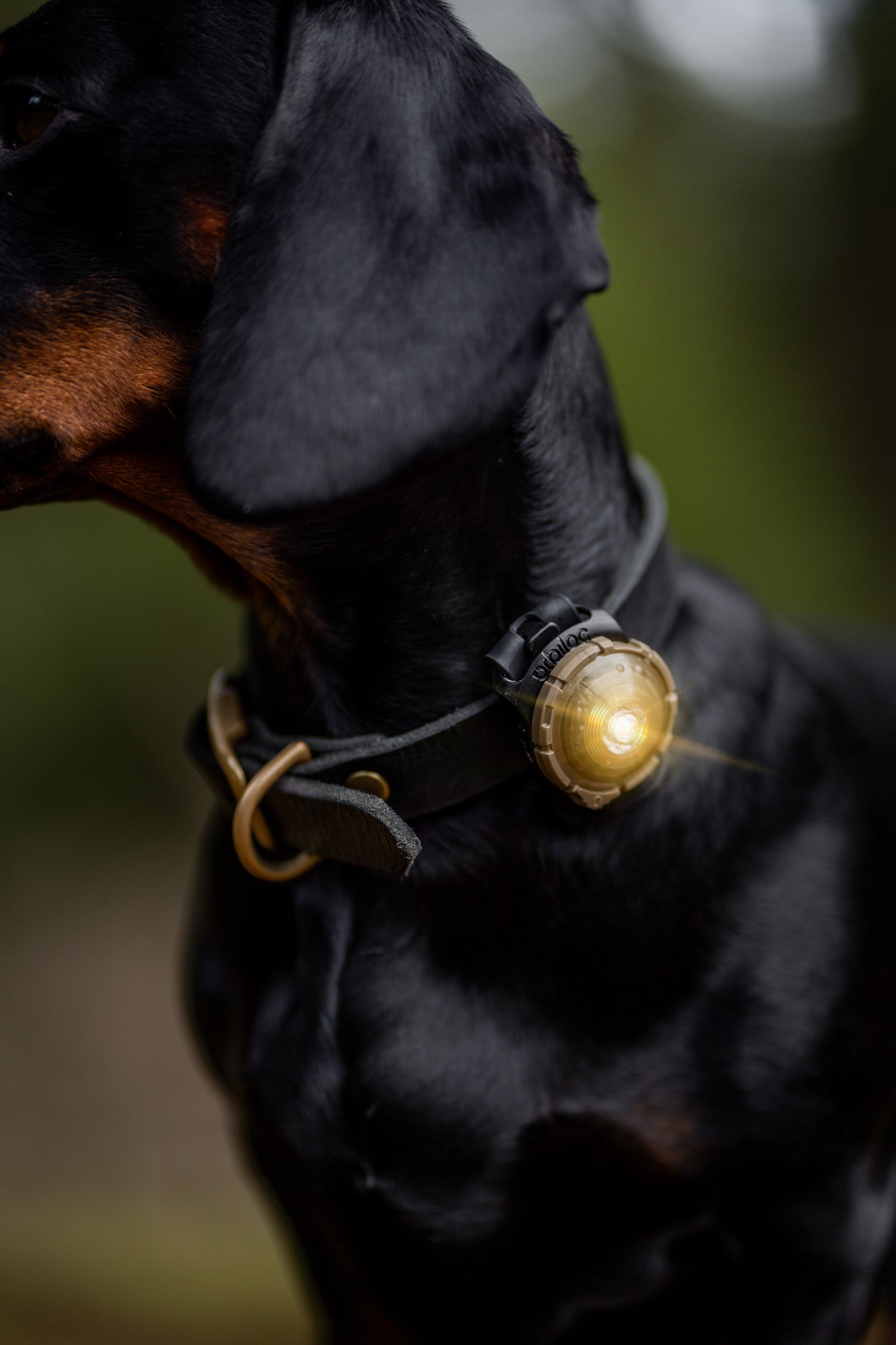 Orbiloc | Safety Light Dual | Sikkerhetslys til hund | Gold