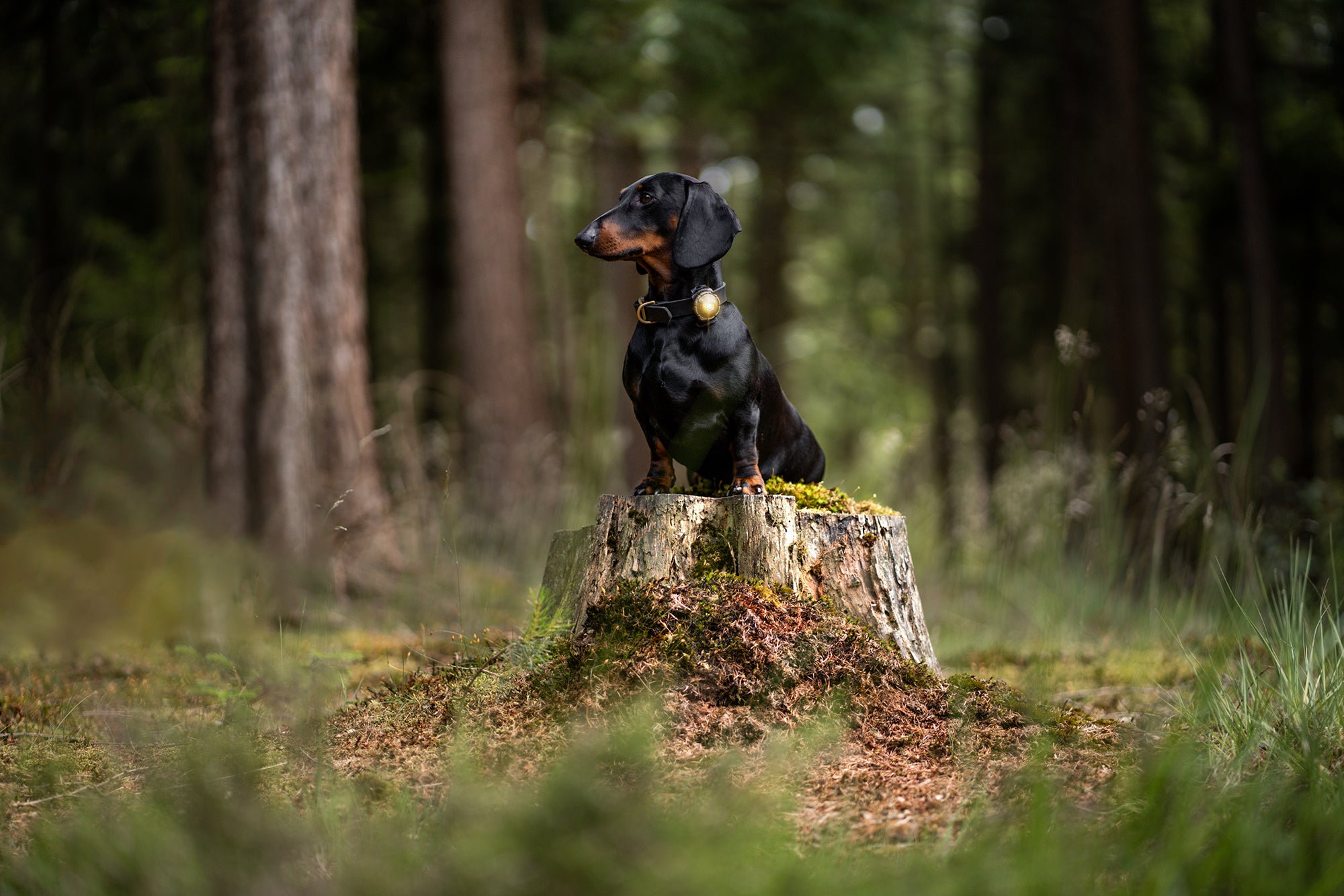Orbiloc | Safety Light Dual | Sikkerhetslys til hund | Gold