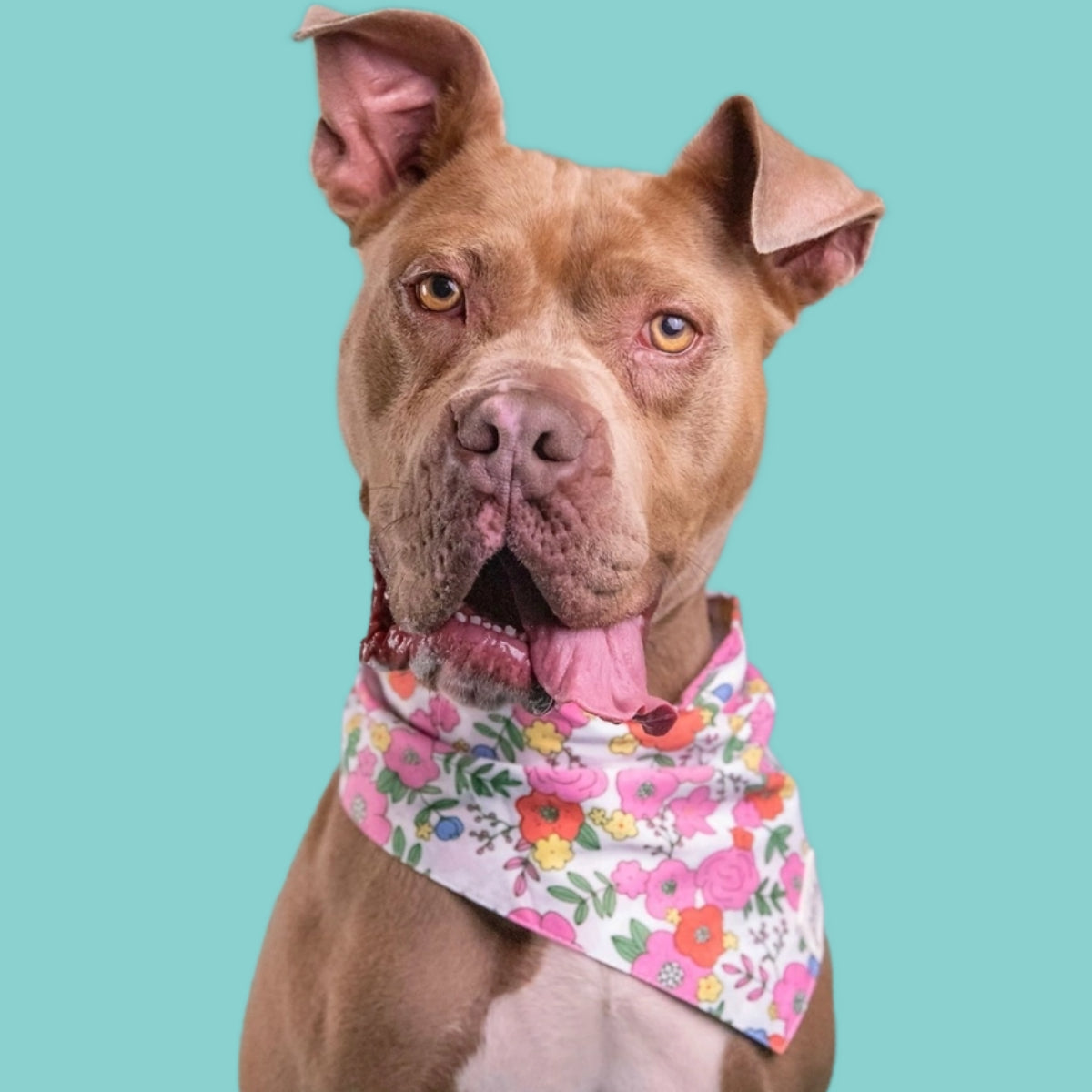 Skreddersydd hundebandana - klar til bruk!
100% bomull