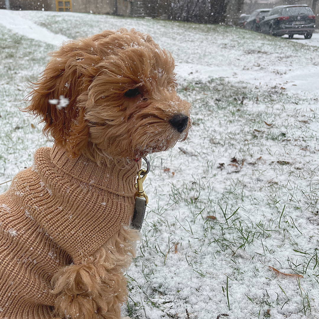 Tadazhi Ullgenser // Hundegenser i merinoull (mørk beige)