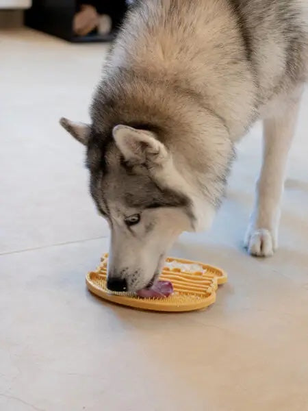 slikkematte til hund