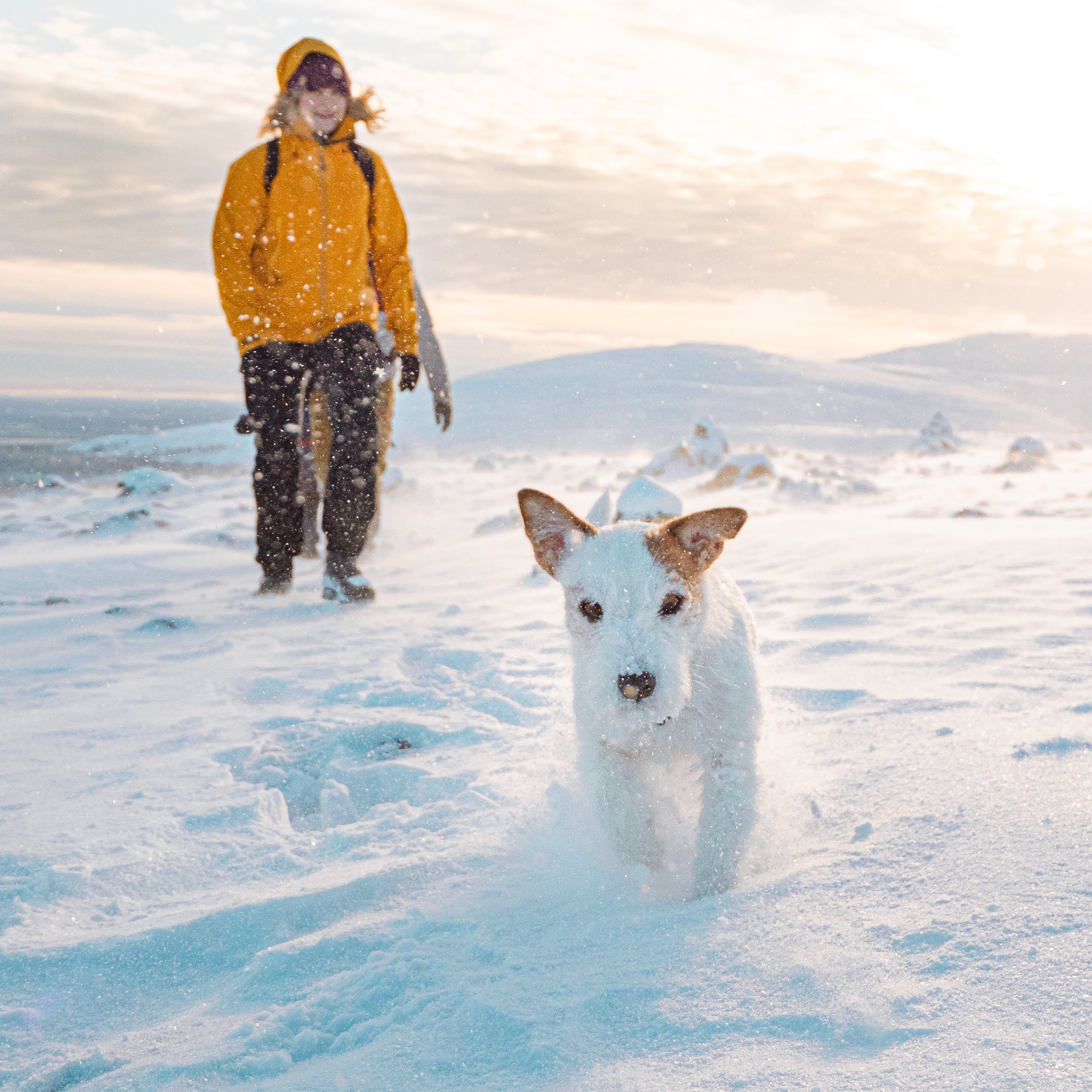 Halsbånd Collar | Hund | Woolly Wolf | Woodland | ECO