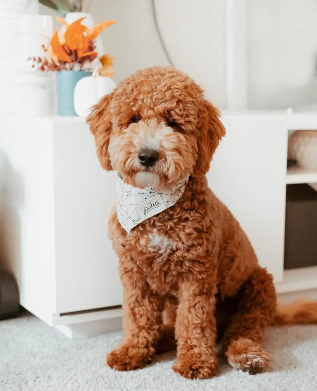 Bandana til hund // Halloween // Bitsy // the paws