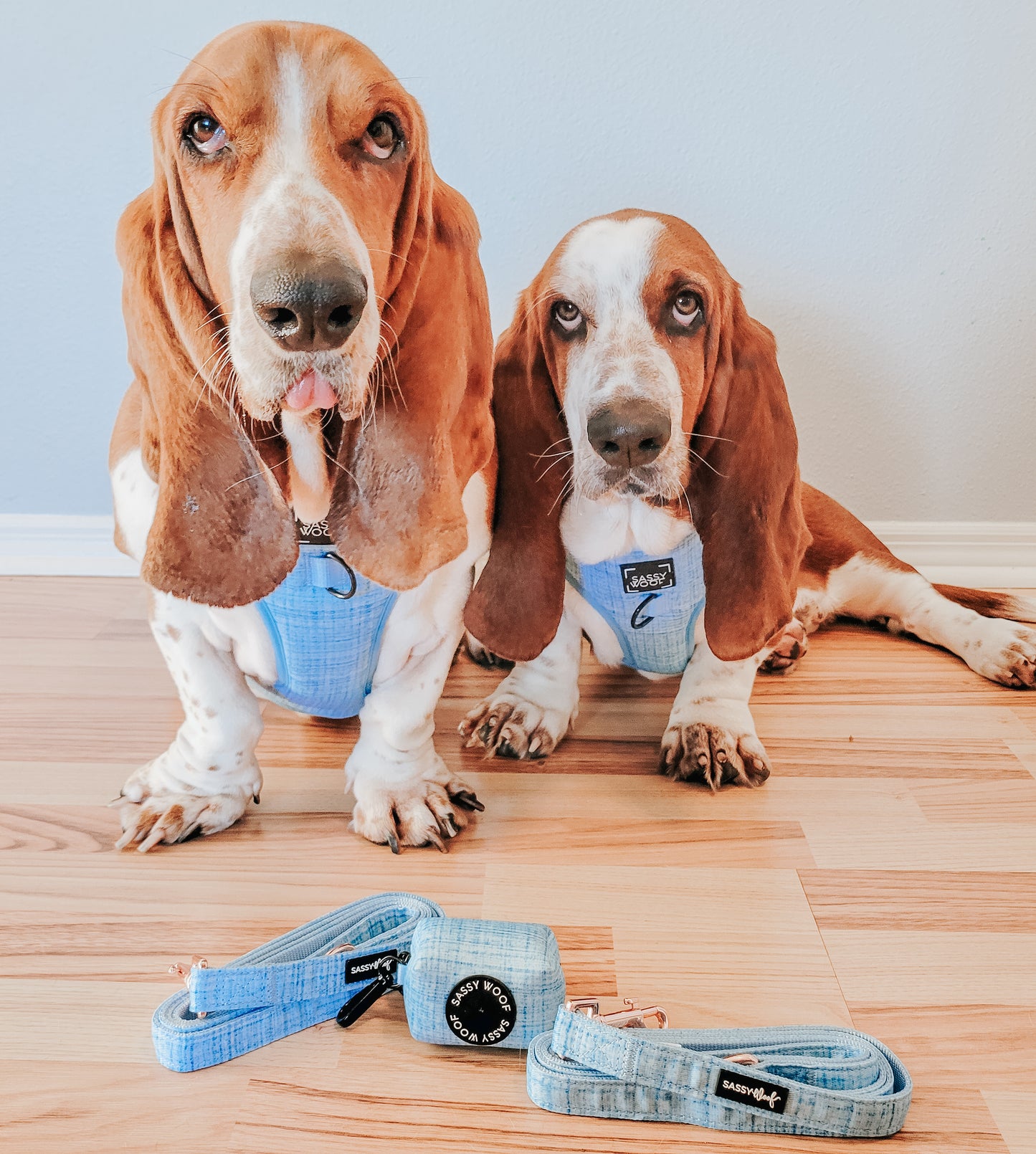 Hundesele | Blumond | Sassy Woof