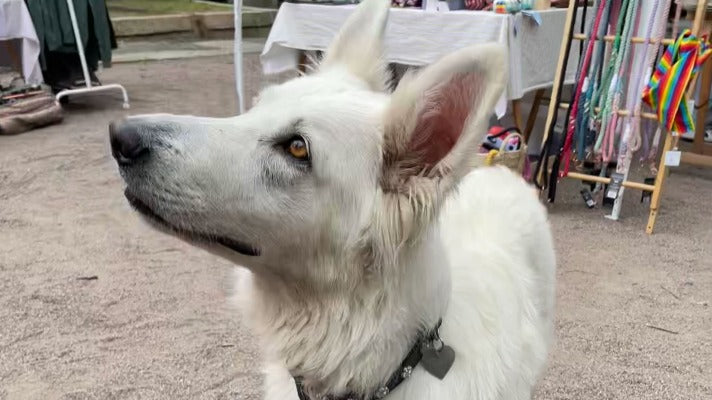Hvit gjeterhund