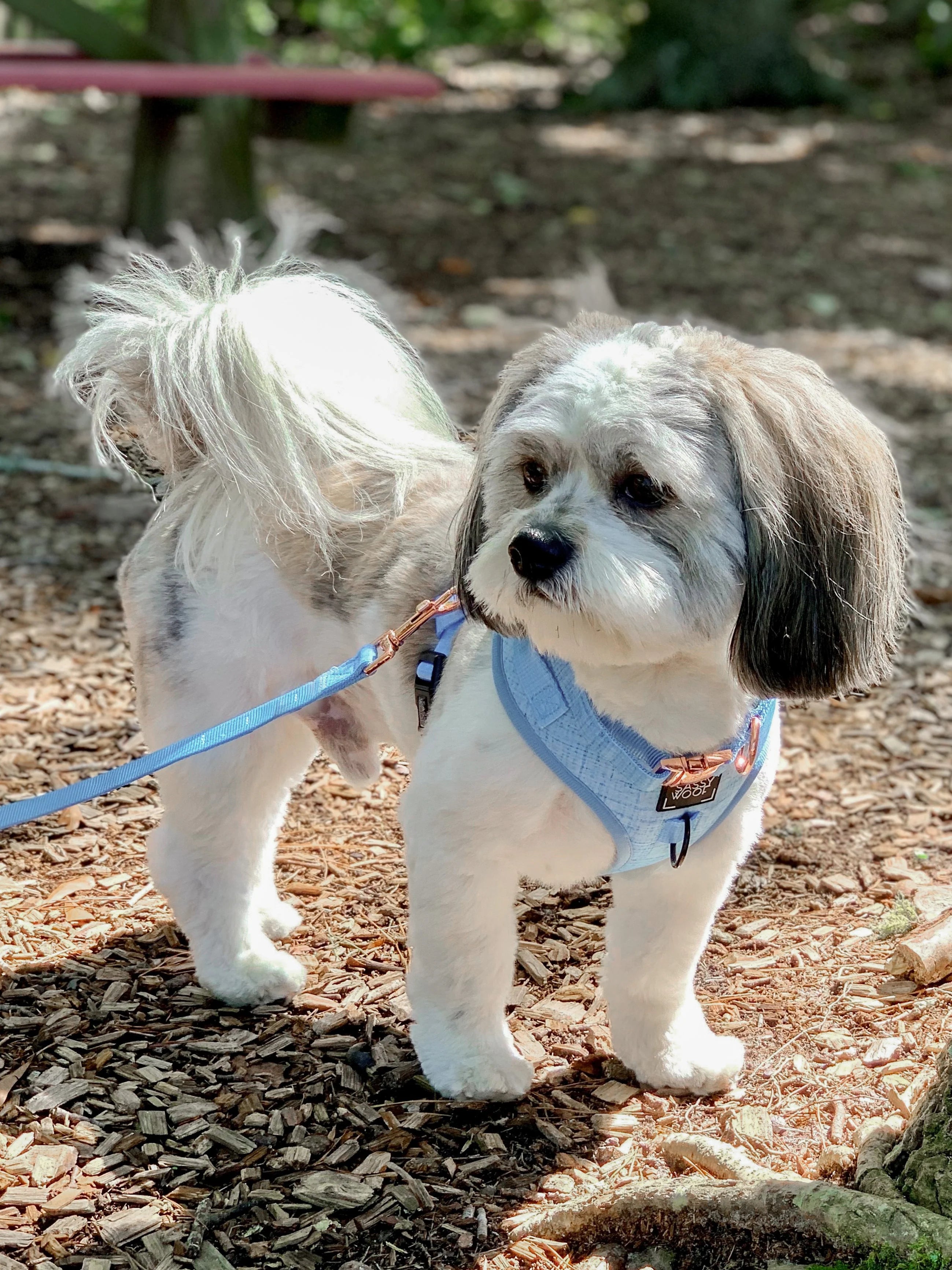Hundesele | Blumond | Sassy Woof