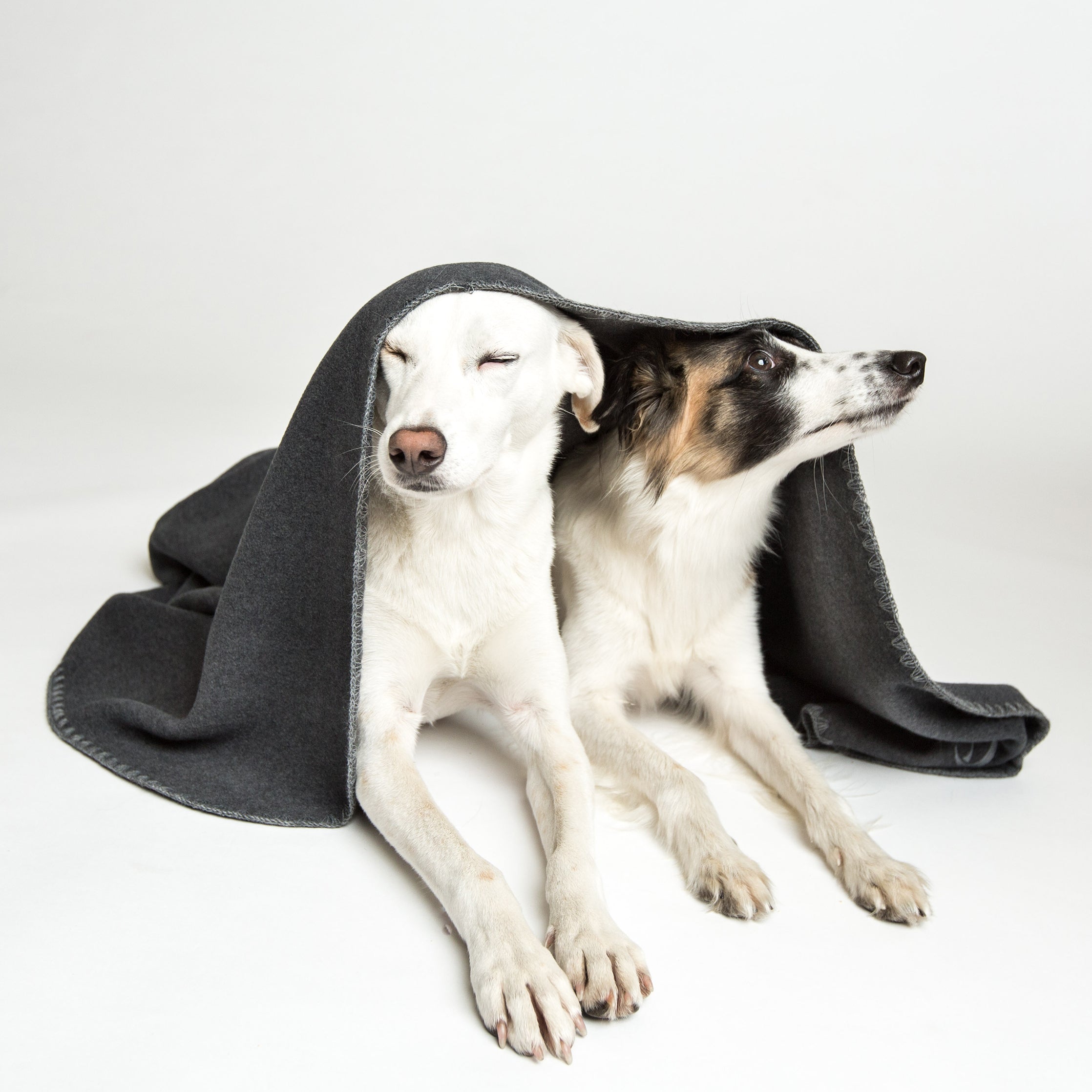 Mykt og deilig hundeteppe i fleece. Teppet kan med fordel brukes som 'cover up' i sofaen, i hundekurven eller i bilen og på restaurantbesøk.