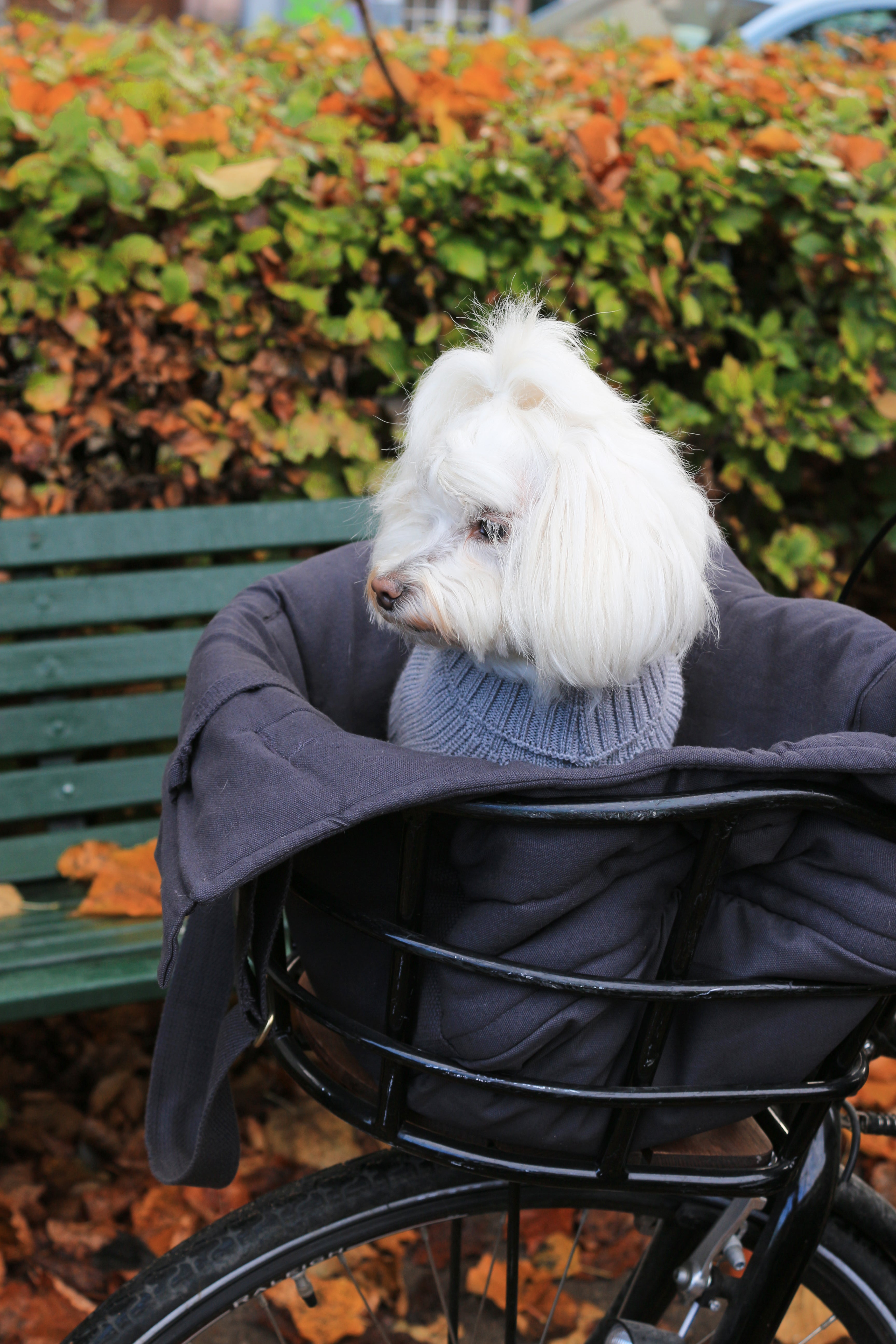 Hundeveske på sykkel