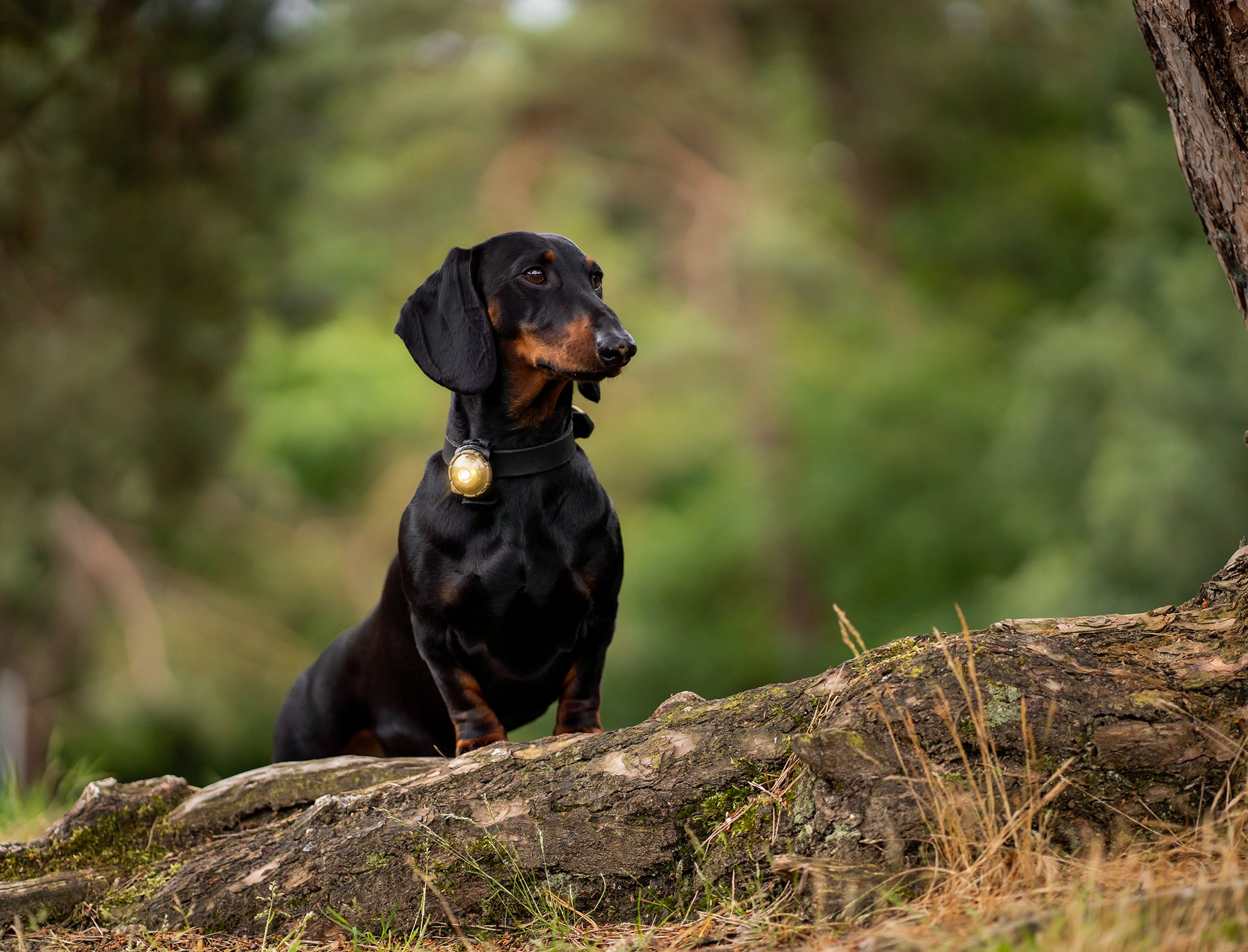 Orbiloc | Safety Light Dual | Sikkerhetslys til hund | Gold