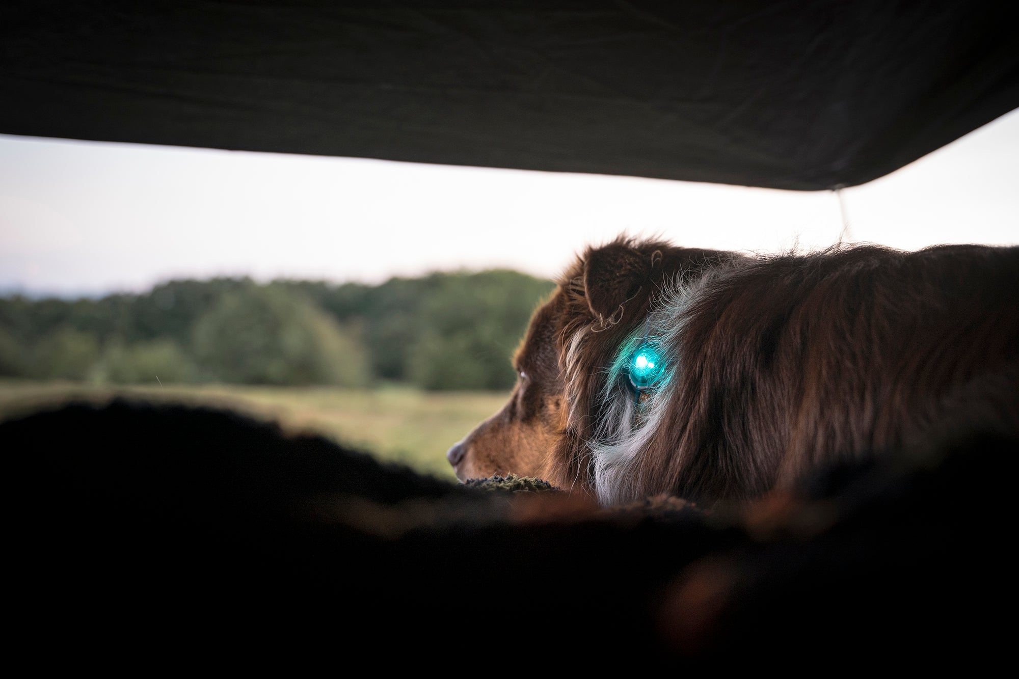 Den ledende lykten til hund som er på markedet. LED-teknologi og det unike glassdesignet gjør at du kan se lyset på 5 km avstand luftlinje.