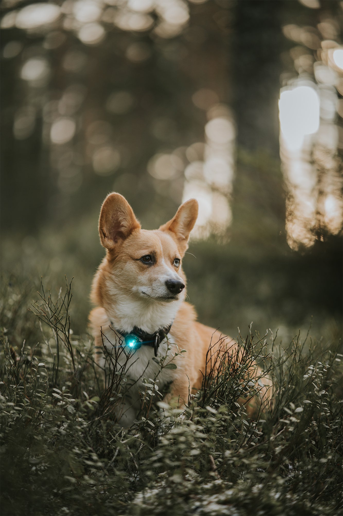 Den ledende lykten til hund som er på markedet. LED-teknologi og det unike glassdesignet gjør at du kan se lyset på 5 km avstand luftlinje.