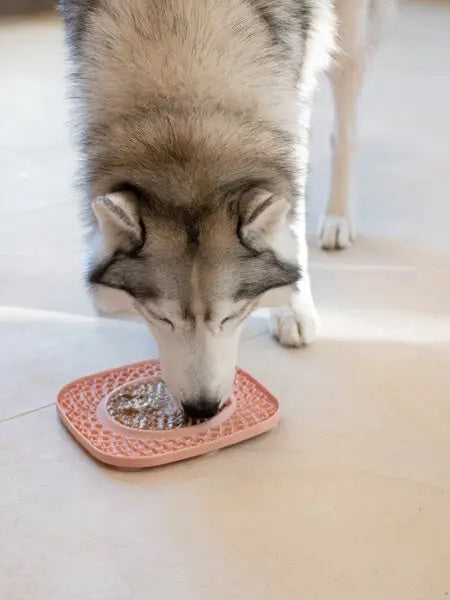 Aktivitetsplate til hund