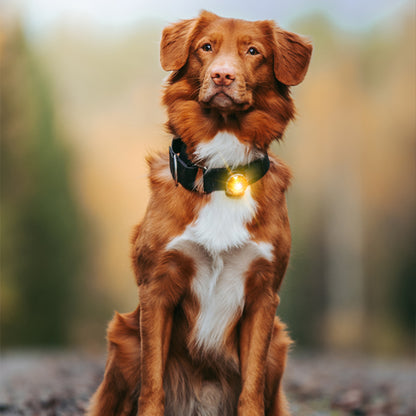 Orbiloc | Safety Light Dual | Sikkerhetslys til hund | Amber