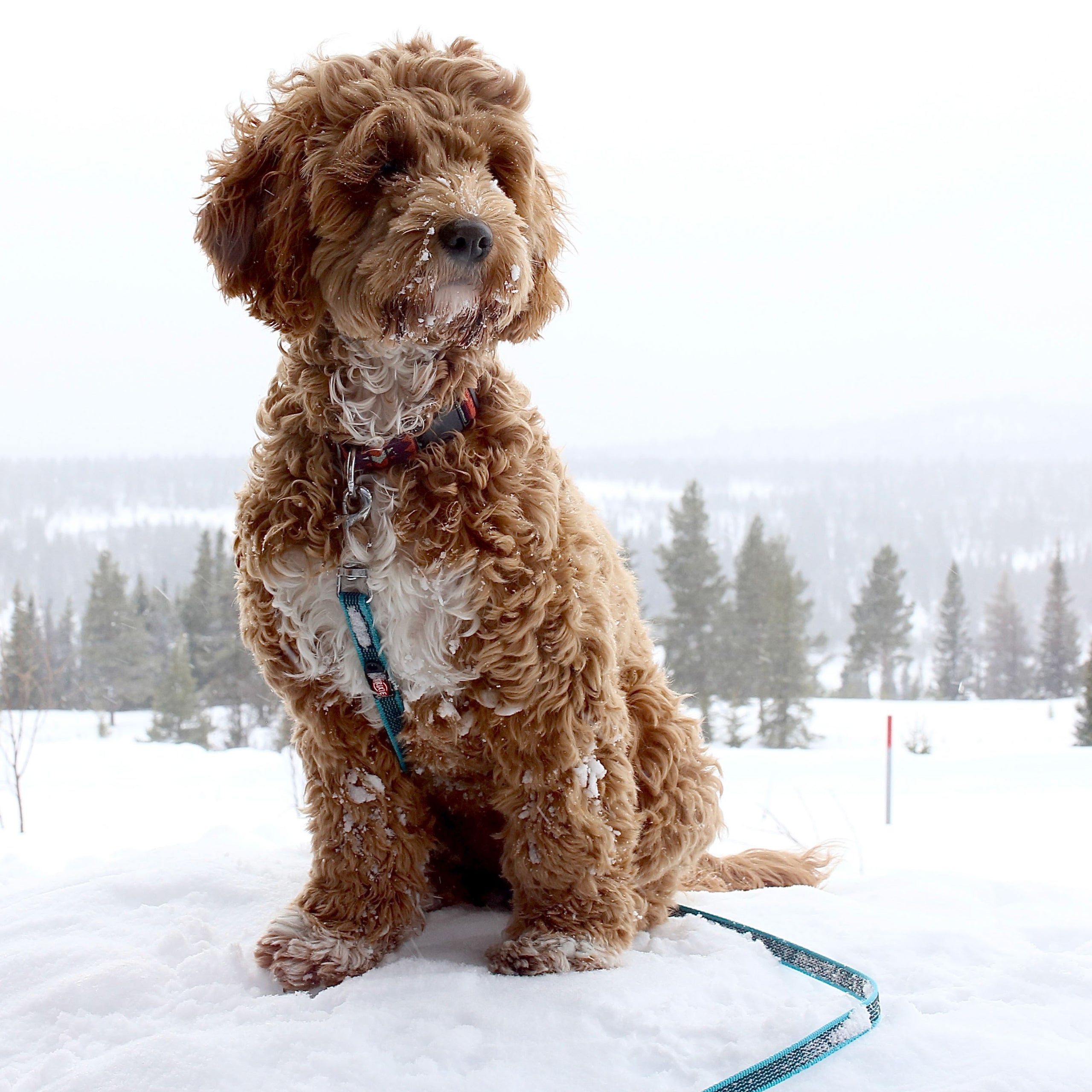 Sporline til hund | Trixie | Gummi | Turkis | 10 meter