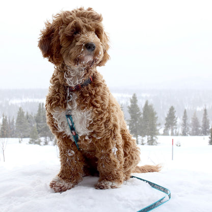 Sporline til hund | Trixie | Gummi | Turkis | 10 meter