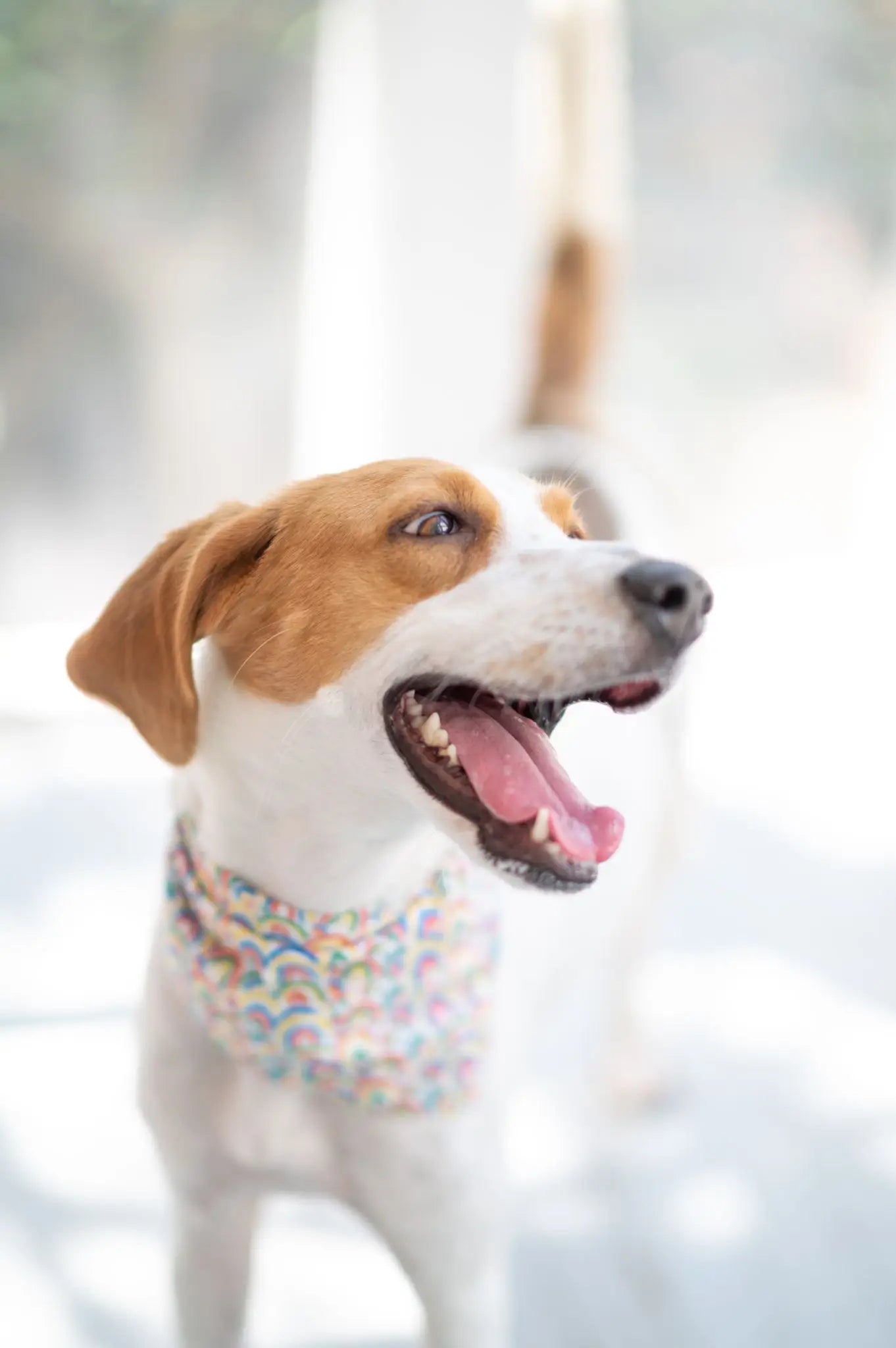 Bandana til hund // Goodweather // the paws