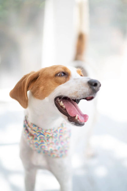 Bandana til hund // Goodweather // the paws