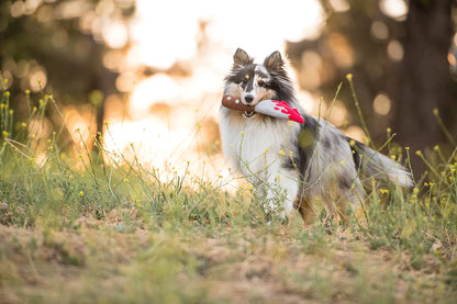 Hundeleke | Halloween | Doggy Dagger